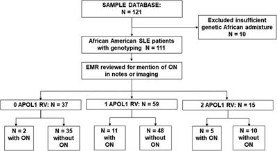 Osteonecrosis is associated with APOL1 variants in African Americans with systemic lupus erythematosus